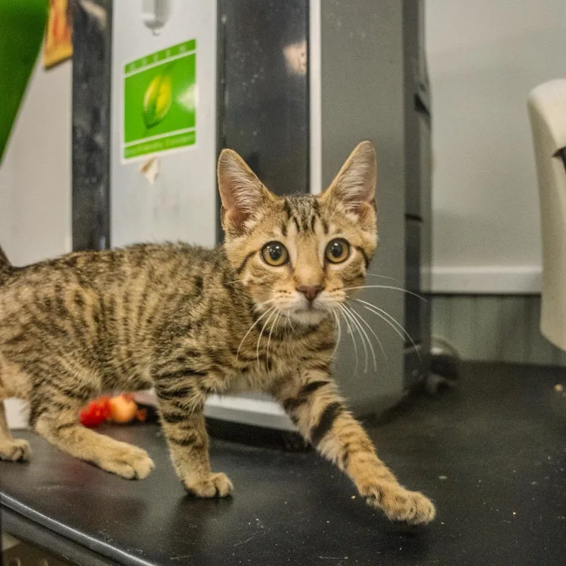A baby small-sized male Brown / Chocolate Domestic Short Hair cat named Nimbus for adoption in Pawling, NY