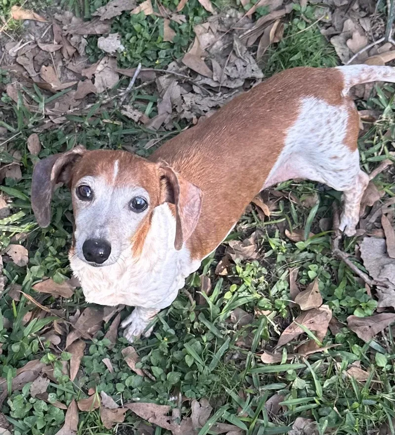 A senior medium-sized female Dachshund dog named Putter for adoption in Pearland, TX