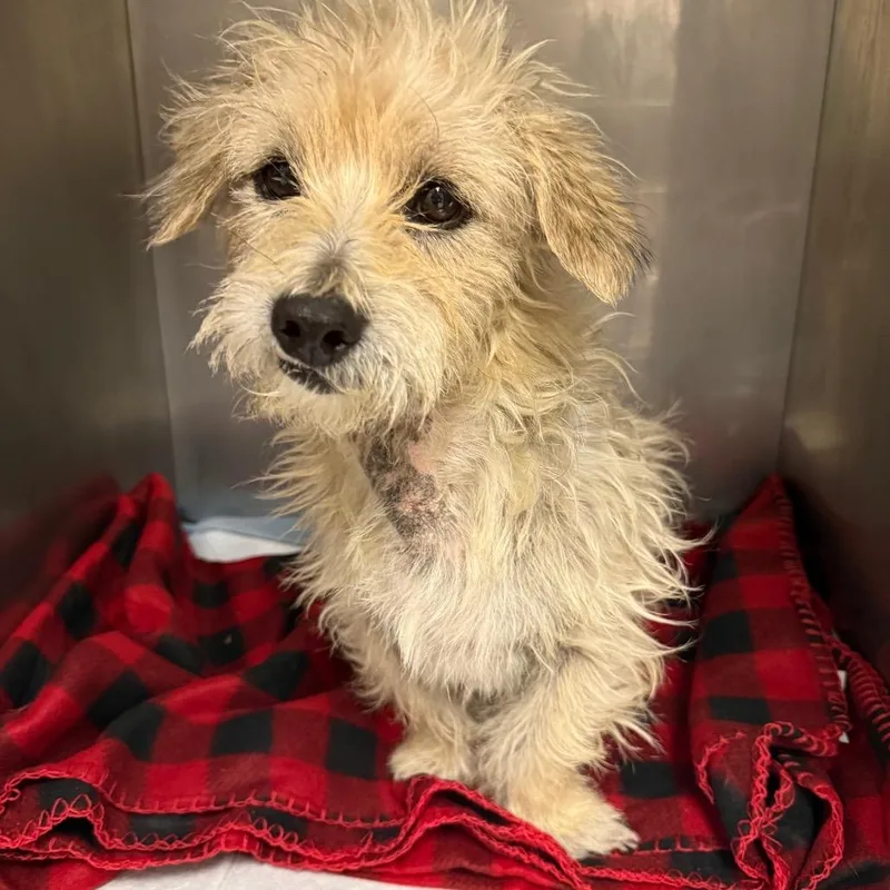 An adult small-sized male Apricot / Beige Maltese dog named Alex for adoption in Corpus Christi, TX