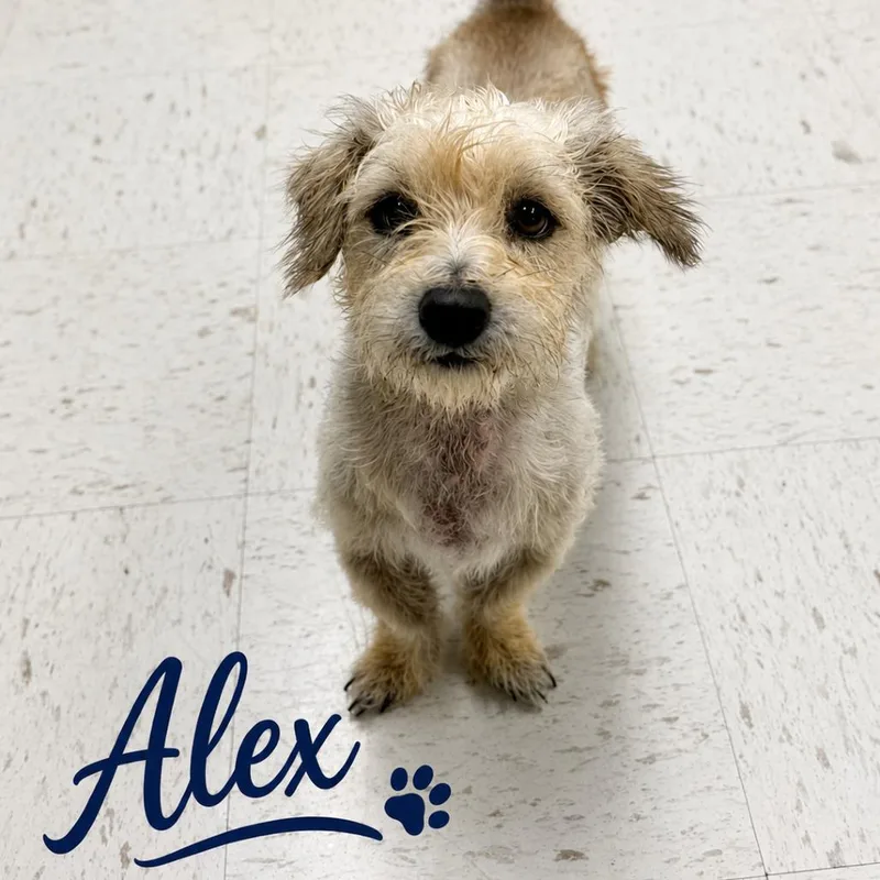 Alex thumbnail 2