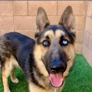 A young medium-sized male Black German Shepherd Dog dog named Save Me Please Victory for adoption in San Marcos, CA