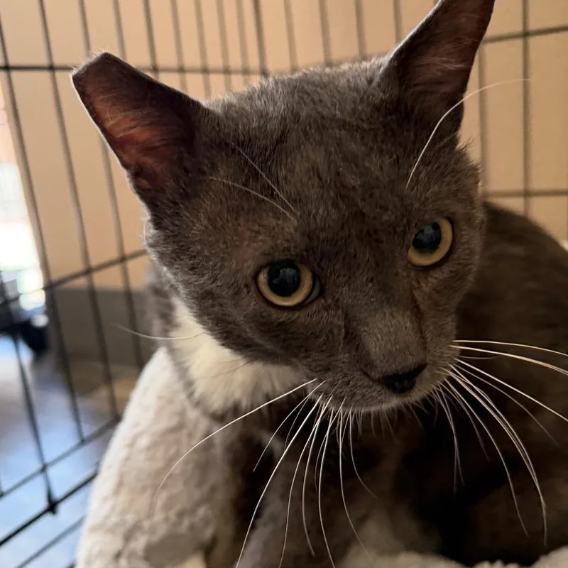 An adult small-sized male Gray / Blue / Silver Domestic Short Hair cat named Dracula for adoption in Las Vegas, NV