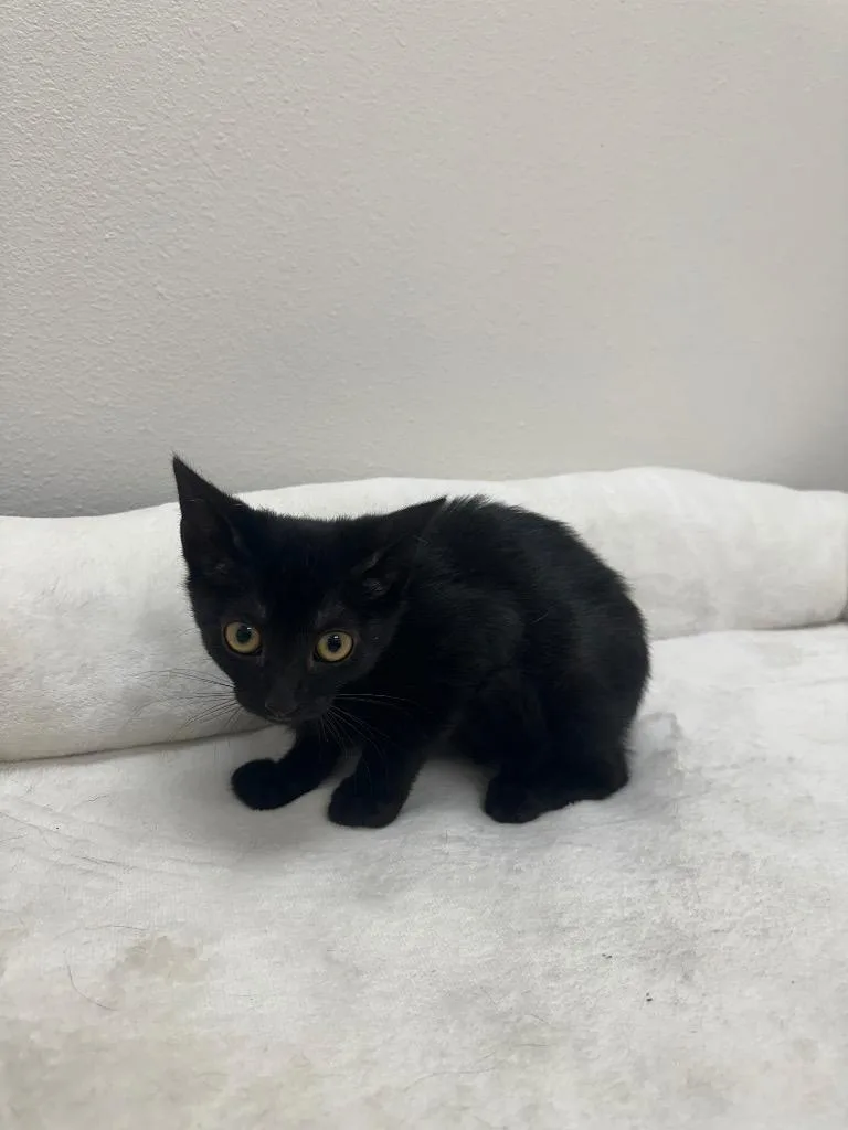 A baby small-sized male Domestic Short Hair cat named Alder @Petsmart Walker Rd for adoption in Newberg, OR