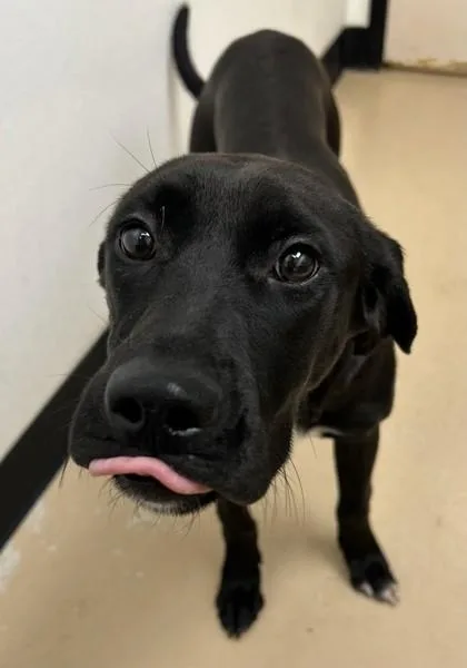 An adult medium-sized female Pit Bull Terrier dog named Truffle for adoption in Phoenix, AZ