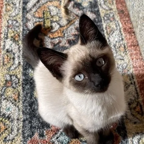 A baby medium-sized female Seal Point Siamese cat named Troi  What a for adoption in Hoquiam, WA