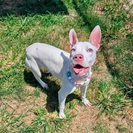 A young medium-sized female White / Cream American Staffordshire Terrier dog named Kelly for adoption in Pittsburgh, PA
