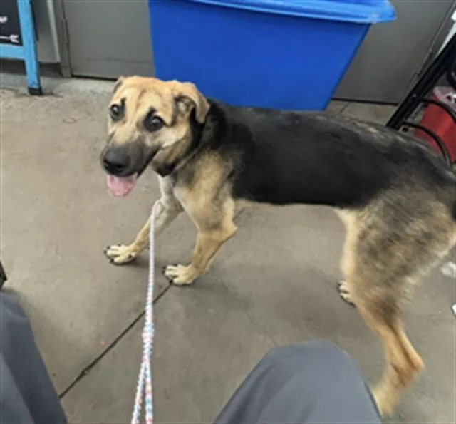 A young large-sized female Mixed Breed dog named Buttercup for adoption in Dallas, TX