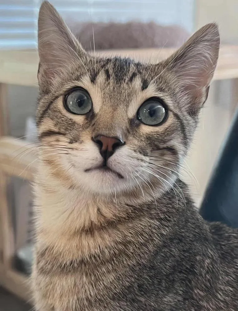A baby medium-sized male Tabby (Brown / Chocolate) Domestic Short Hair cat named Benny for adoption in Salinas, CA