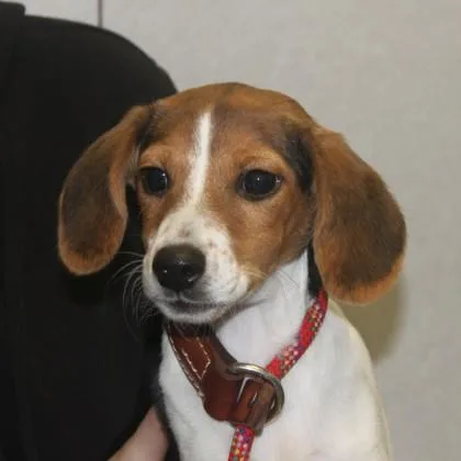 A baby small-sized female Beagle dog named Trumpet for adoption in Elk Grove Village, IL
