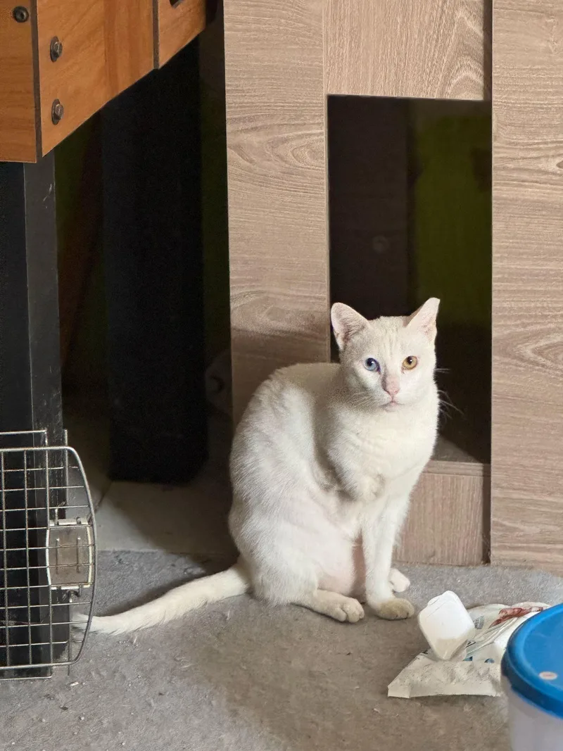 A young small-sized female Domestic Short Hair cat named Bella for adoption in Snow Hill, MD