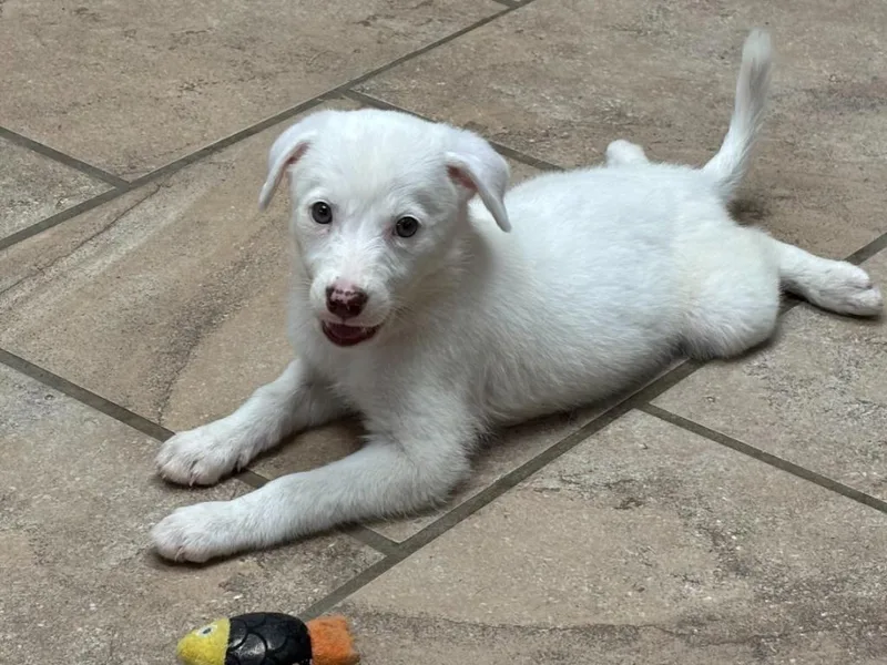 A baby medium-sized female Mixed Breed dog named Bianca for adoption in Batesville, AR