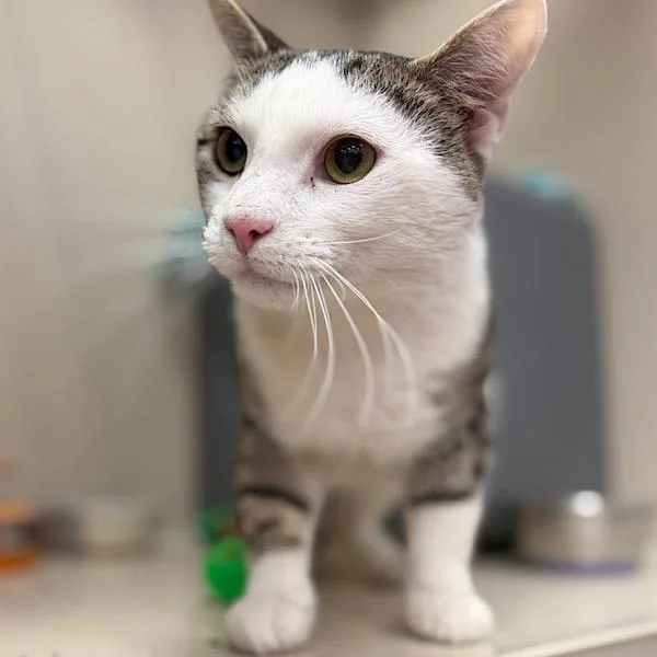 An adult medium-sized male Domestic Short Hair cat named Atlas for adoption in Des Moines, IA
