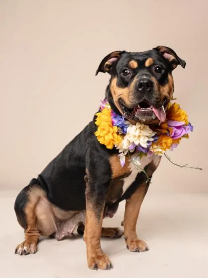 An adult medium-sized female Pit Bull Terrier dog named Mocha for adoption in Atlanta, GA