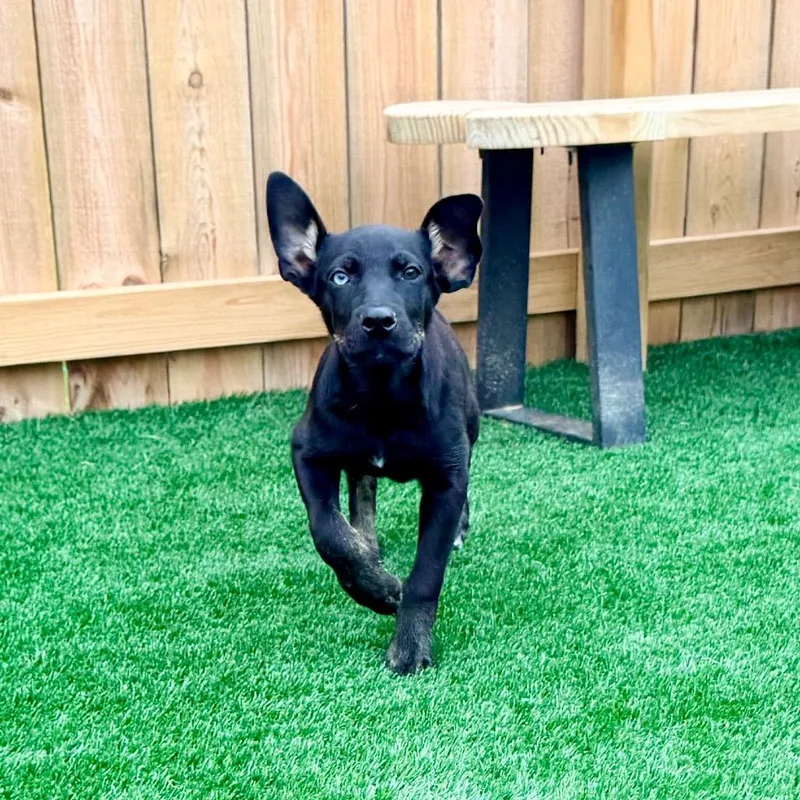 A baby medium-sized male Shepherd dog named Astro for adoption in La Grange, KY