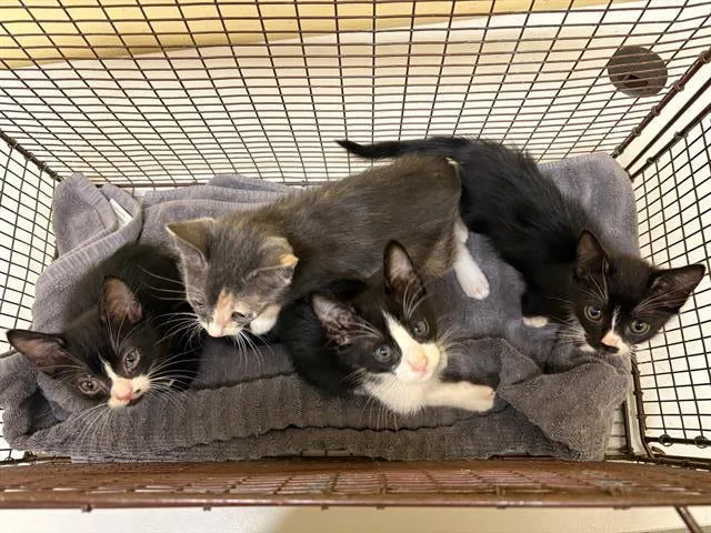 A baby small-sized female Domestic Short Hair cat named Becca for adoption in Tustin, CA