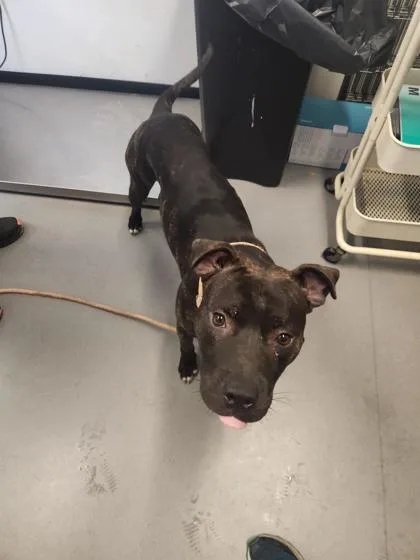 An adult large-sized male Mixed Breed dog named Sublime for adoption in West Chester, PA
