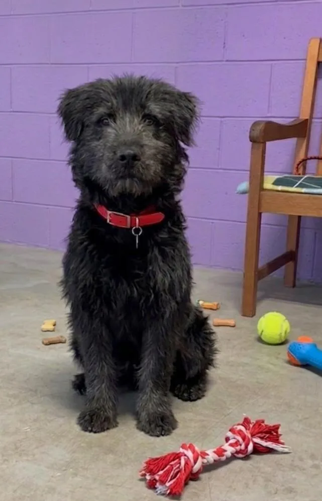 A young medium-sized male Labrador Retriever dog named Marak for adoption in North Prairie, WI