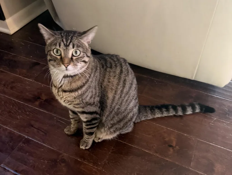 An adult large-sized male Domestic Short Hair cat named Frodo for adoption in Lincoln, NE
