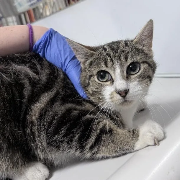 A young medium-sized male Gray / Blue / Silver Domestic Short Hair cat named Schwarber for adoption in New York, NY