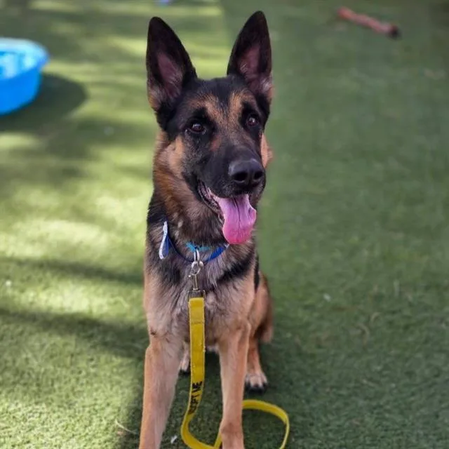 An adult large-sized male German Shepherd Dog dog named Prince for adoption in Las Vegas, NV