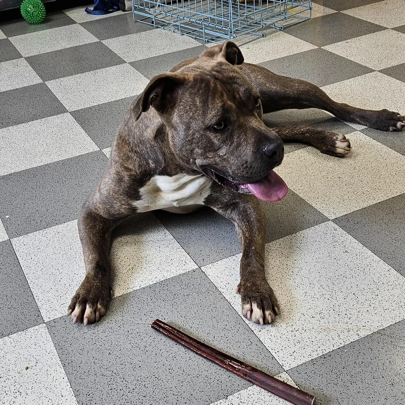 An adult medium-sized female Brindle American Bully dog named Delta for adoption in Benton Harbor, MI