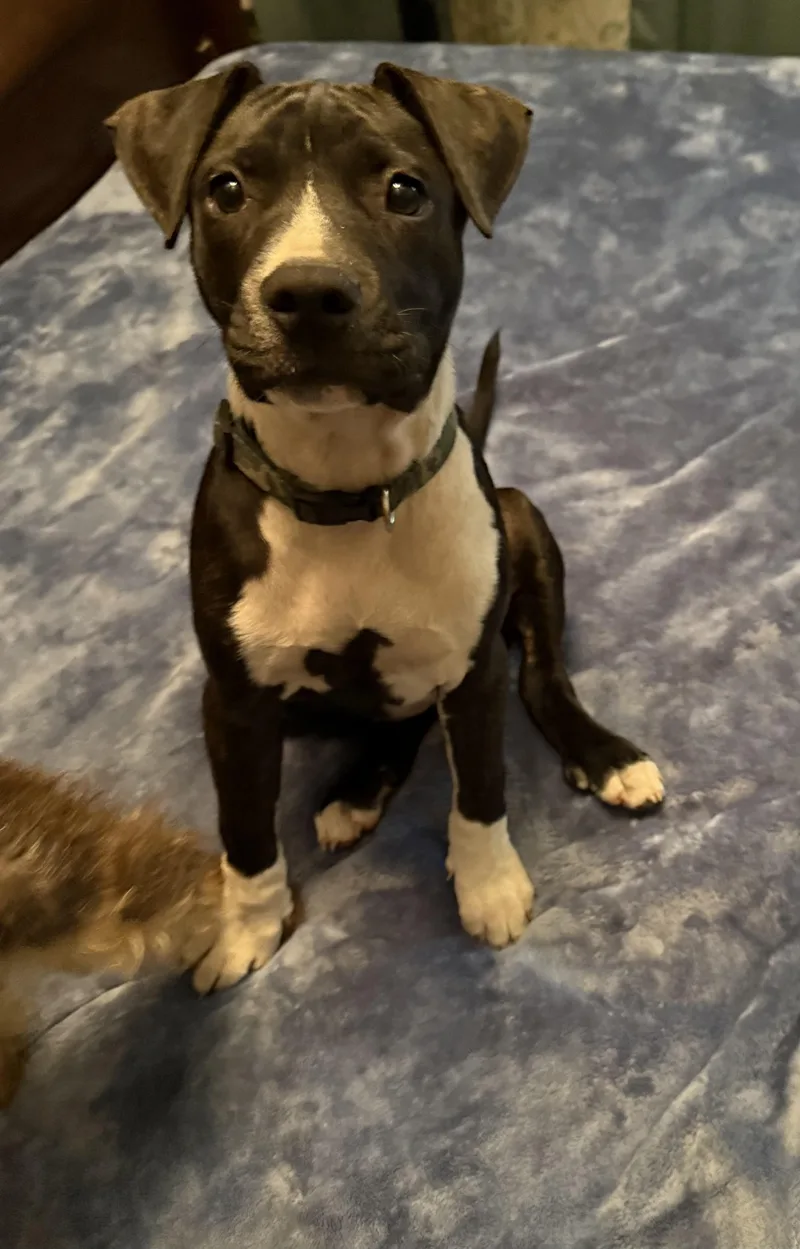 A young medium-sized female Black Mixed Breed dog named Piglet for adoption in Myrtle Beach, SC