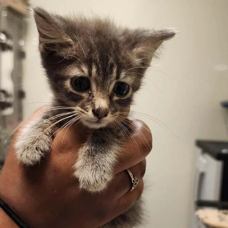 A baby small-sized male Domestic Short Hair cat named Marley for adoption in Elizabeth City, NC