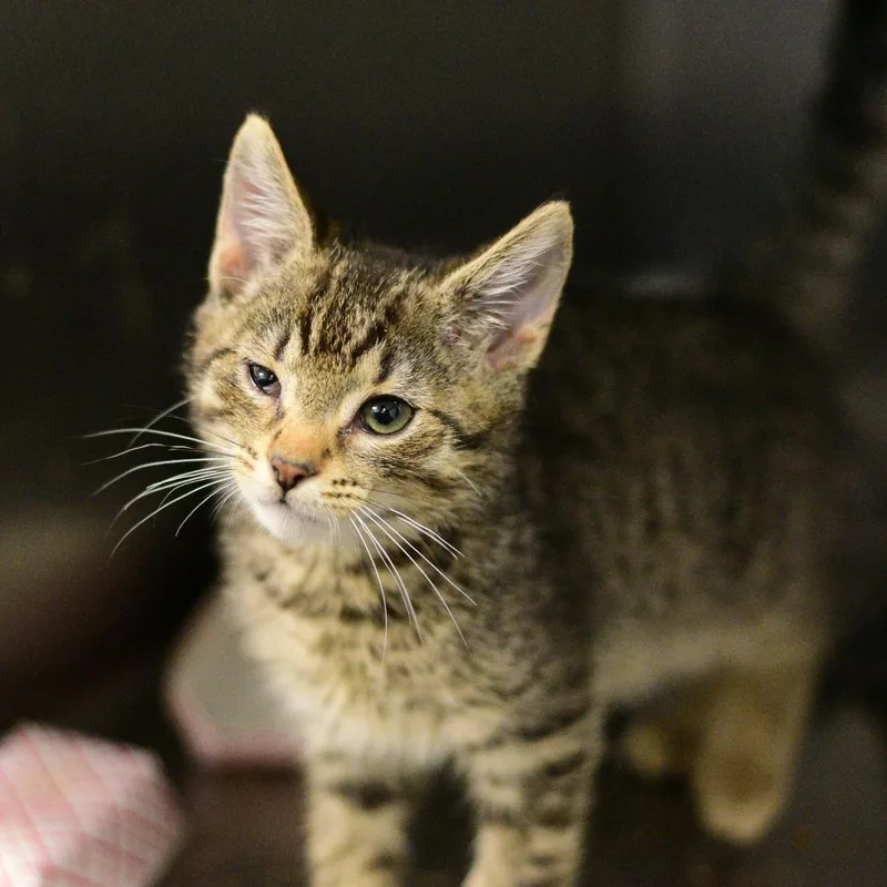 A baby small-sized male Brown / Chocolate Domestic Short Hair cat named Eduardo for adoption in Idaho Falls, ID
