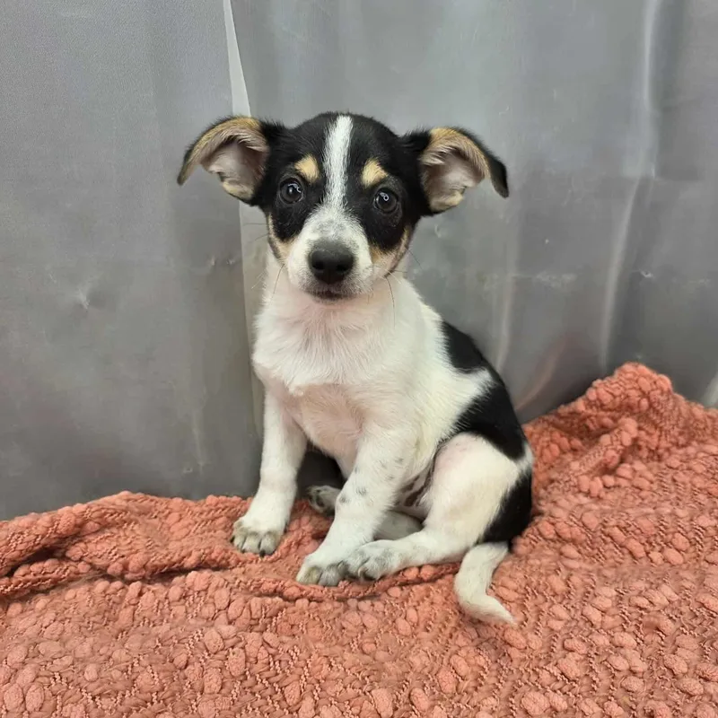 Kahlua