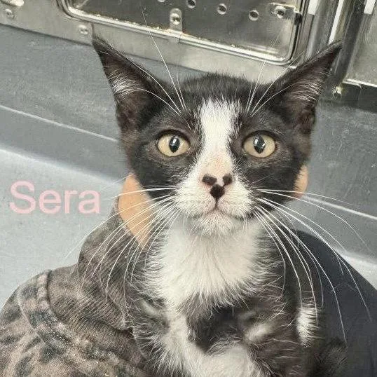 A baby medium-sized female Black & White / Tuxedo Domestic Short Hair cat named Sera for adoption in Hilton Head Island, SC