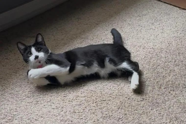 A young medium-sized female Black & White / Tuxedo Domestic Short Hair cat named Mooni for adoption in Bentonville, AR