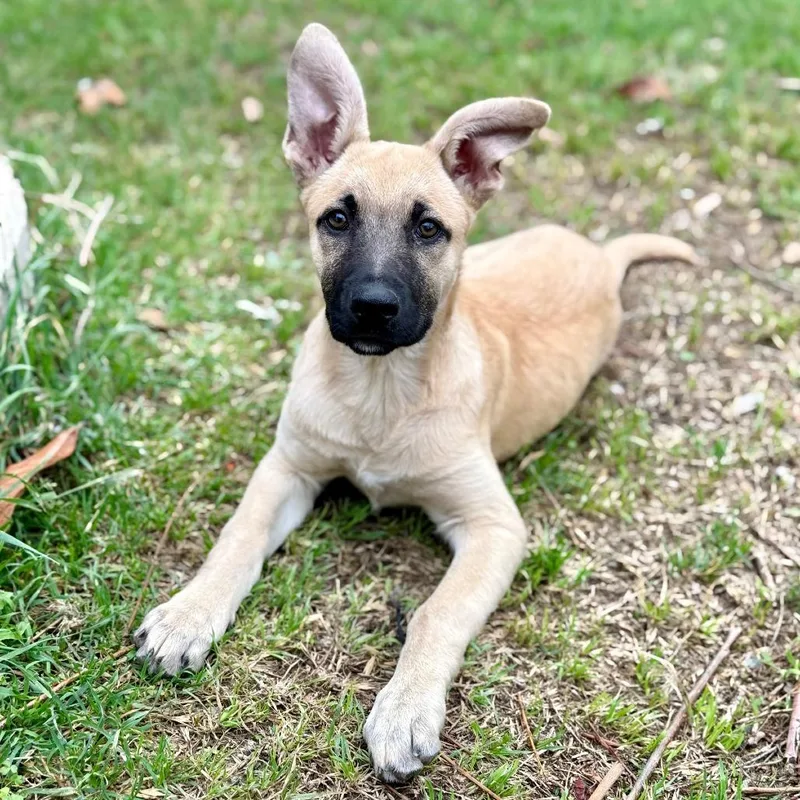 Aurelia Lld thumbnail 2