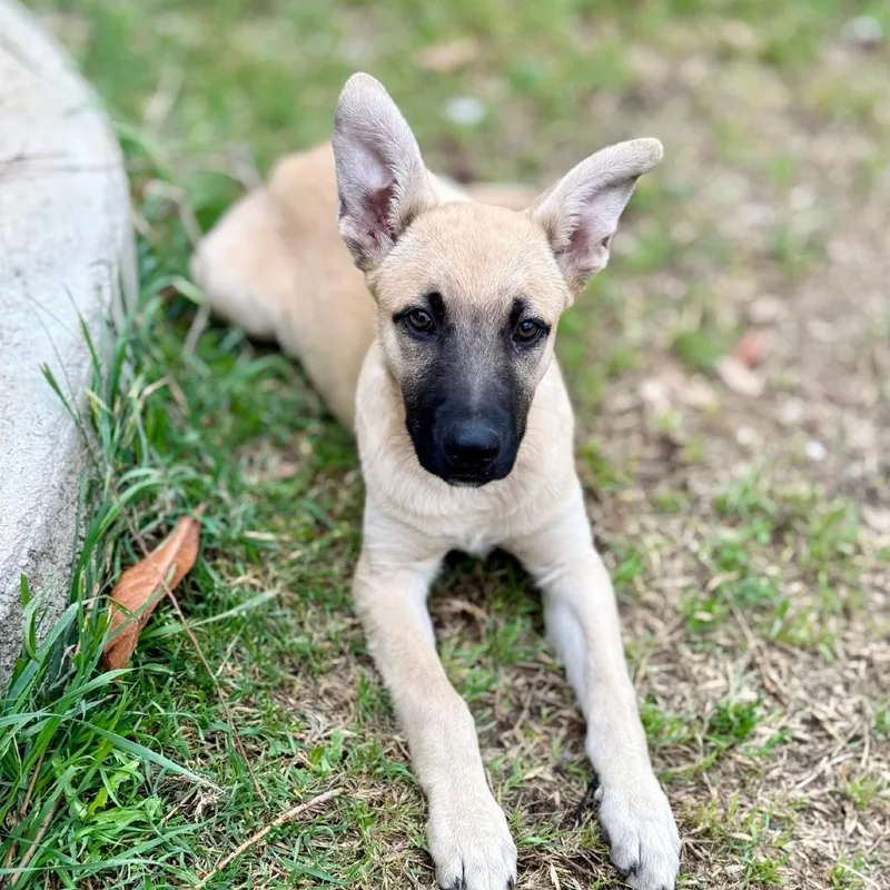 Aurelia Lld thumbnail 3