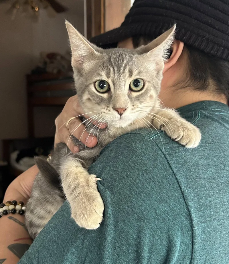 A baby medium-sized male Tabby cat named Benny for adoption in Napa, CA