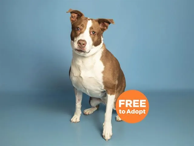 An adult large-sized female Border Collie dog named Sophie for adoption in Phoenix, AZ