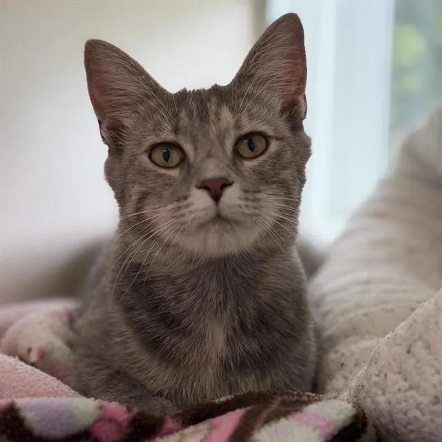 A young small-sized female Domestic Short Hair cat named Gem for adoption in Westminster, MD
