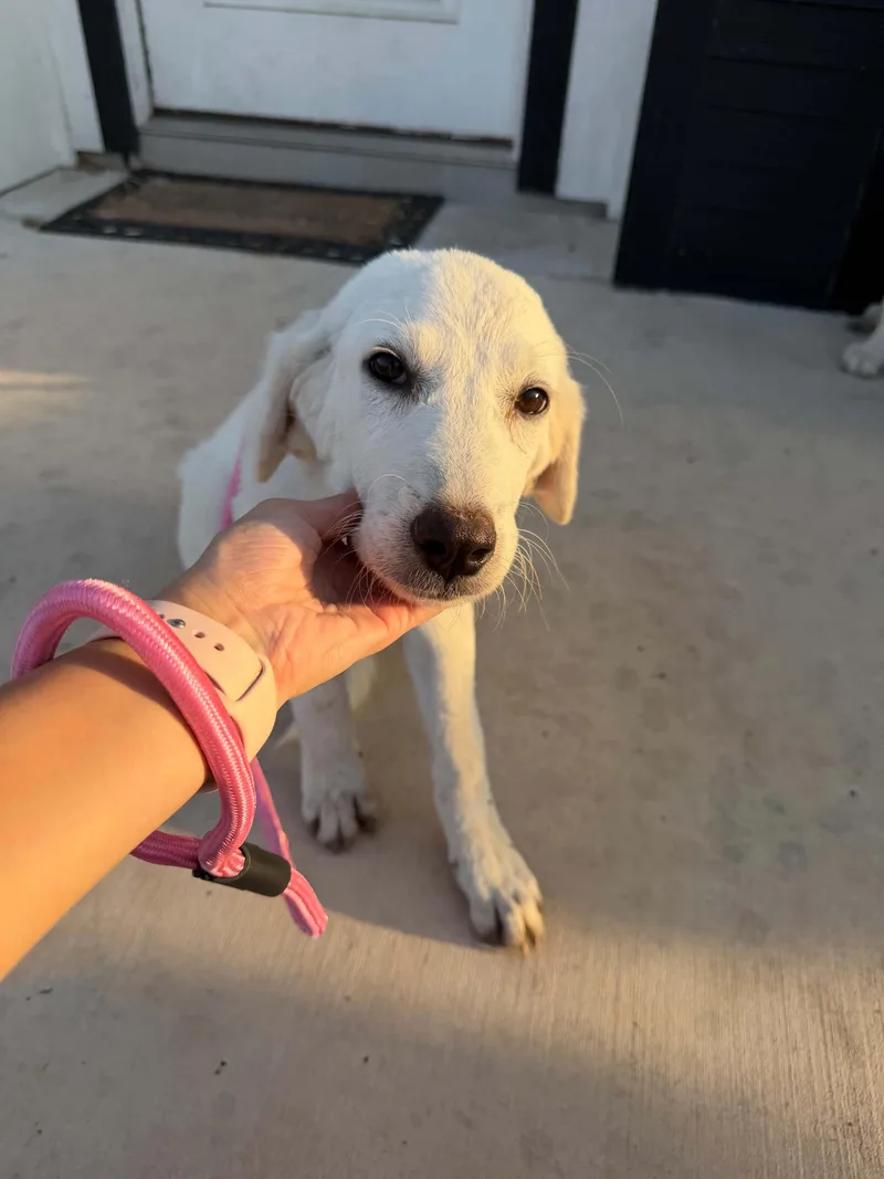 A baby large-sized female Great Pyrenees dog named Gale for adoption in Gainesville, VA