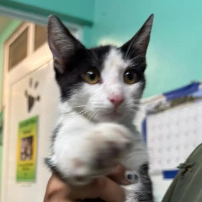 A young medium-sized male White American Shorthair cat named Gavi puya for adoption in Guaynabo, PR