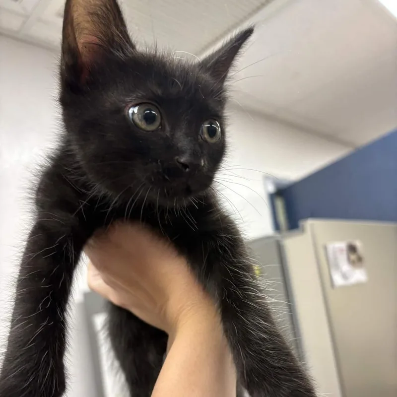 A baby small-sized male Black Domestic Short Hair cat named Robin for adoption in Beaumont, TX