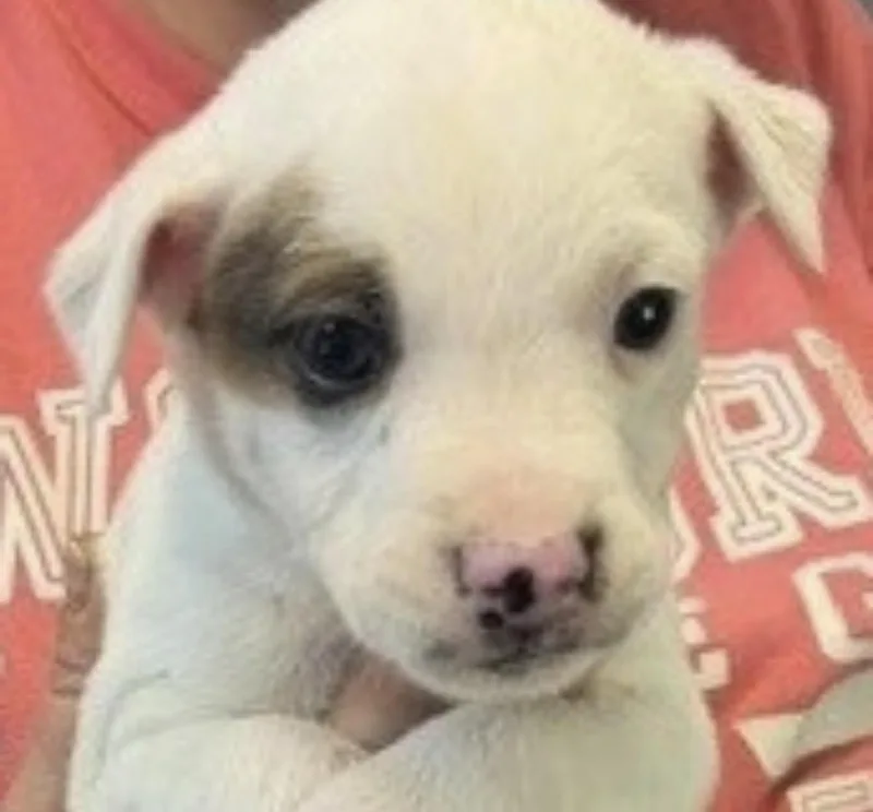 A baby medium-sized female Terrier dog named Kona for adoption in Copiague, NY