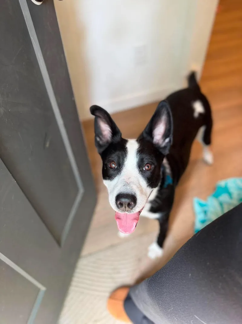 An adult medium-sized female White / Cream Border Collie dog named Luna for adoption in Fort Worth, TX