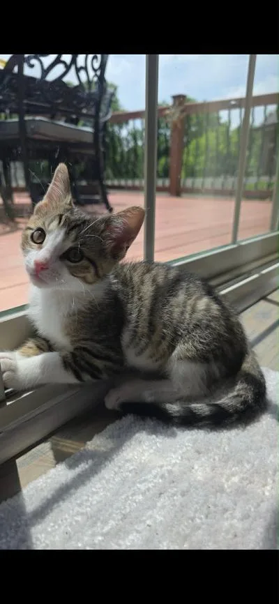A baby medium-sized male Tabby (Brown / Chocolate) Domestic Short Hair cat named Slate for adoption in Mokena, IL