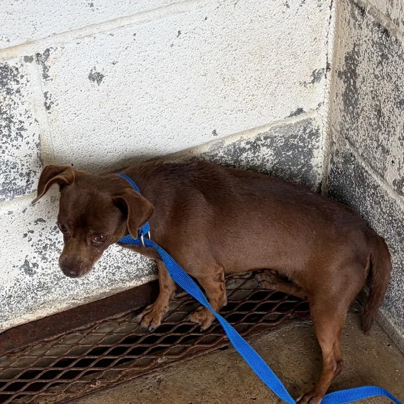 An adult small-sized female Brown / Chocolate Chihuahua dog named Calzone for adoption in Edinburg, TX