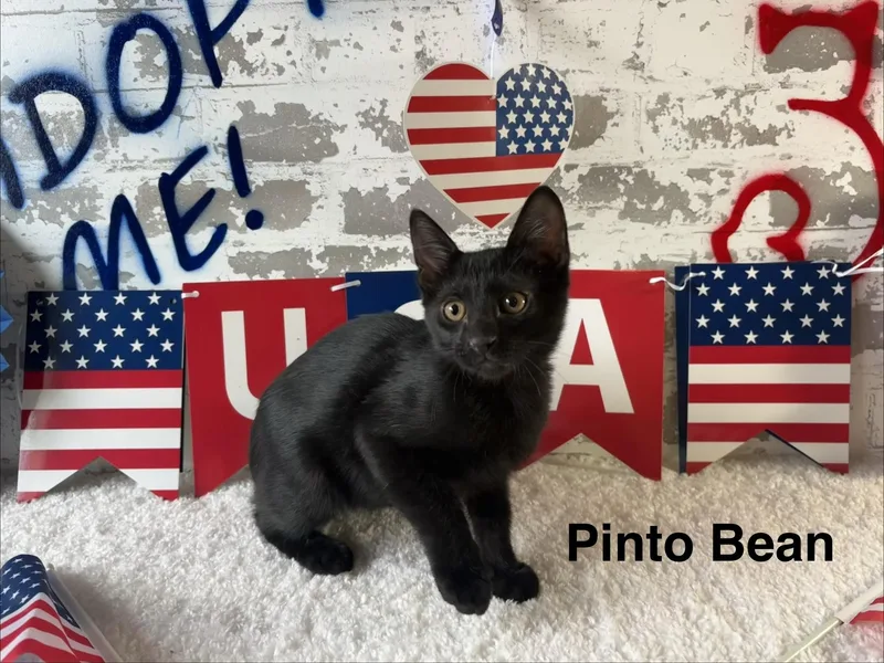 A baby medium-sized male Black Domestic Short Hair cat named Pinto Bean for adoption in queen creek, AZ