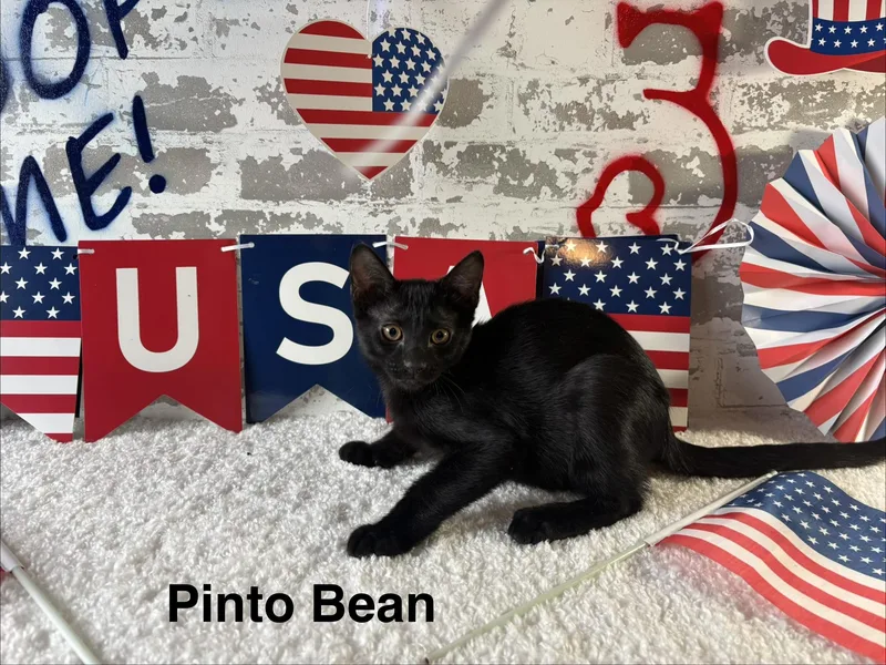Pinto Bean thumbnail 2