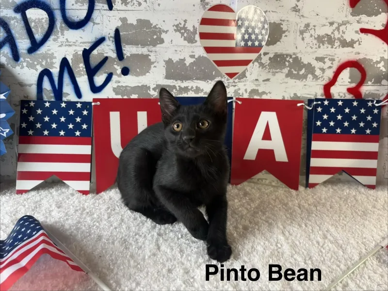 Pinto Bean thumbnail 3