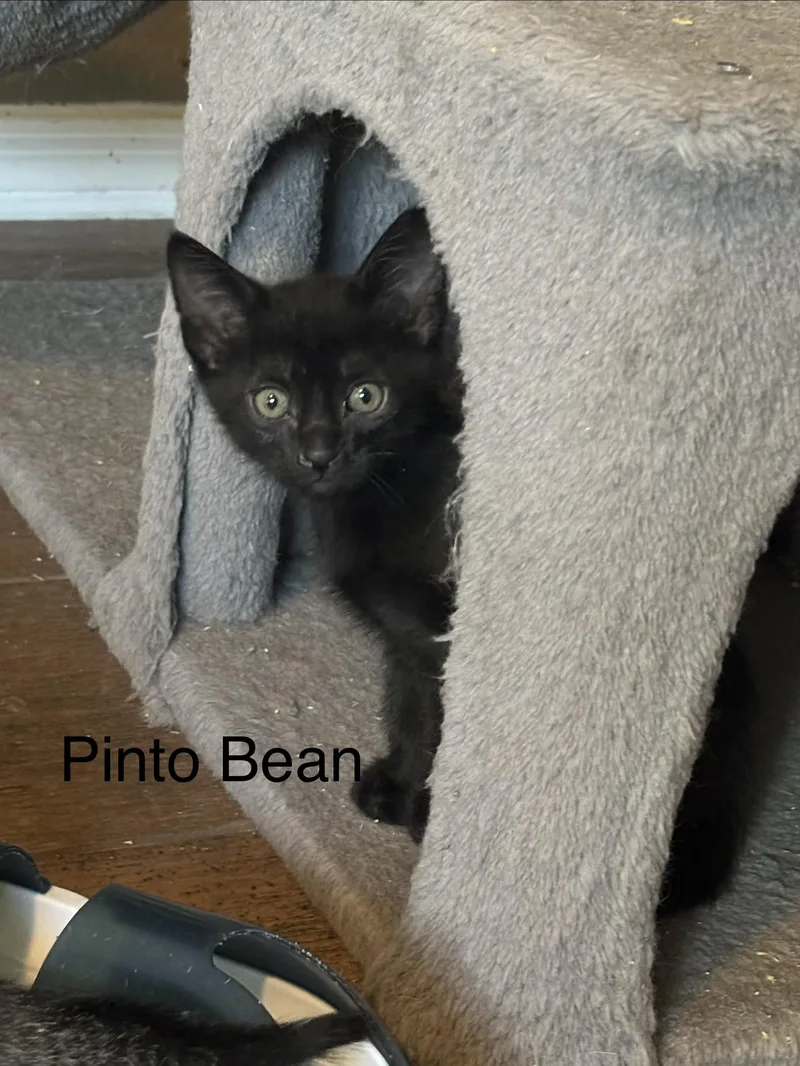 Pinto Bean thumbnail 4