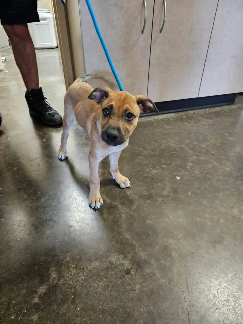 A baby medium-sized male Black Mouth Cur dog named Found stray: Duncan for adoption in Rockwall, TX