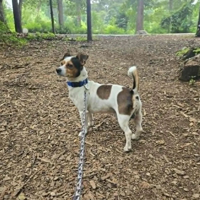 An adult small-sized male Jack Russell Terrier dog named Pumpernickel for adoption in Severn, MD