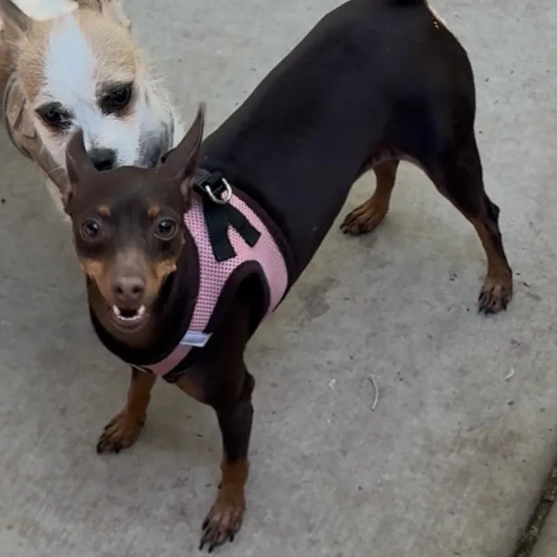A young small-sized female Brown / Chocolate Miniature Pinscher dog named Cleopatra for adoption in Las Vegas, NV